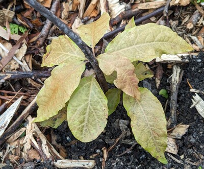 (November 2, 2023) Frost damage -- Was somewhat damaged by 30°F.