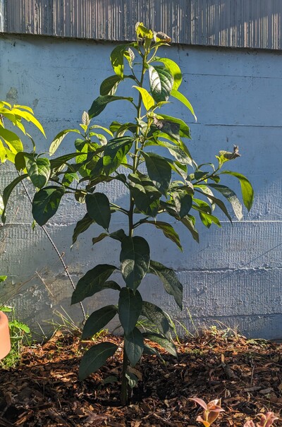 (November 2, 2023) Photo update -- Looks like only a few of the expanding leaves were really damaged, many of the new growth is still fine. But it does have the protection of our house foundation about a foot away!
