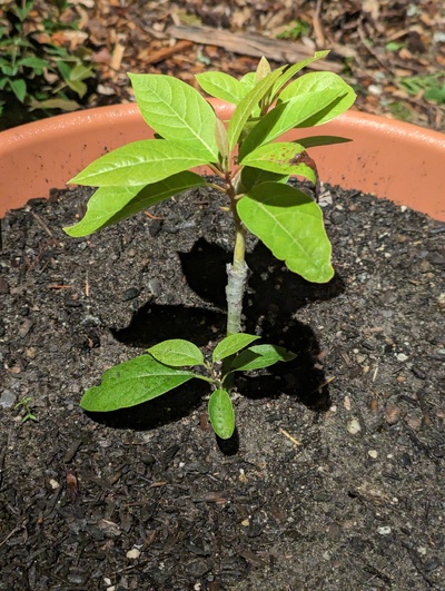 (November 15, 2023) Photo update -- Just realized this one hadn't been updated since before it even sprouted. It was grafted in mid-upper late summer with Duke, and planted in a 20 gal pot outside. Graft took well, but hadn't hardened fully before the first frost so it took a little damage. The rootstock also has a small branch that I will encourage.